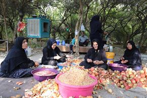 برداشت انار از باغ های خوزستان