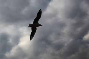 تصاویر/ پرندگان ماهی خوار در کارون