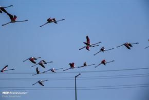 تصاویر/ پرندگان مهاجر پارک ملی نایبند 