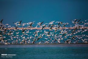 تصاویر/ پرندگان مهاجر پارک ملی نایبند 