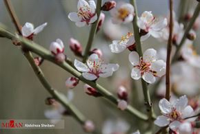 تصاویر/ شکوفه‌های سفید بادام وحشی( 