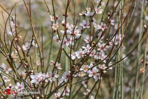 تصاویر/ شکوفه‌های سفید بادام وحشی( 