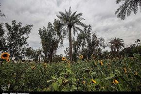 تصاویر/مزارع آفتابگردان در اهواز