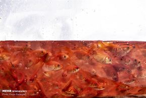 تصاویر/ مزرعه پرورش «ماهی قرمز»