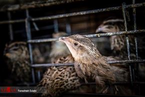 تصاویر/ پرورش بلدرچین و شتر مرغ در جهرم