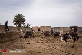 تصاویر/ پرورش بلدرچین و شتر مرغ در جهرم