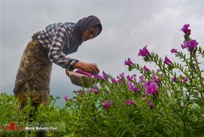 برداشت گل گاوزبان در نکا