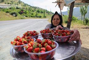 تصاویر/فروش توت فرنگی در جاده‌های کردستان