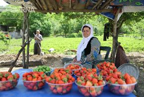تصاویر/فروش توت فرنگی در جاده‌های کردستان