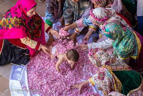 جشنواره ملی گل غلتان در کاشان