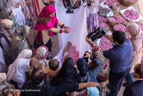 جشنواره ملی گل غلتان در کاشان
