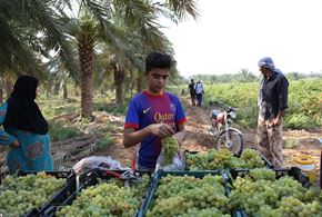 برداشت نوبرانه انگور در خوزستان