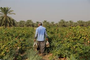 برداشت نوبرانه انگور در خوزستان