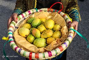 جشنواره شکرگزاری انبه در میناب