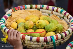 جشنواره شکرگزاری انبه در میناب
