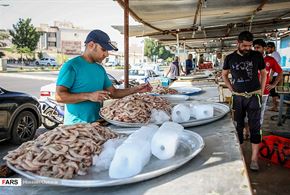 فروش «میگو» در اسکله‌های بندر بوشهر