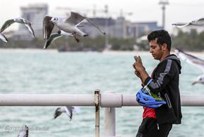 پرندگان مهاجر جزیره کیش
