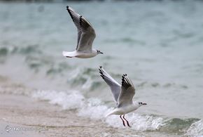 پرندگان مهاجر جزیره کیش