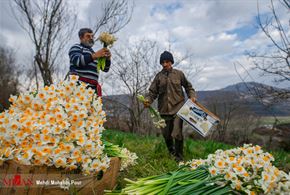 برداشت گل نرگس در مازندران