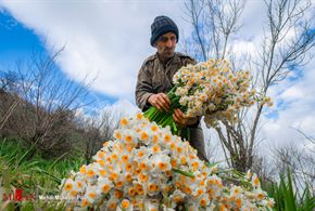 برداشت گل نرگس در مازندران
