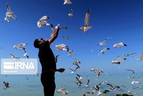 پرندگان دریایی در سواحل بوشهر