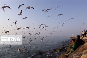 پرندگان دریایی در سواحل بوشهر