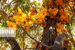 گل دادن درختان انار شیطان در بوشهر