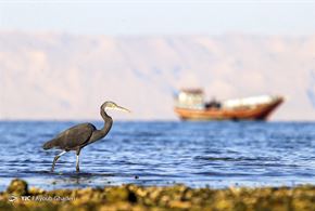 کلبه هور خلیج فارس‎