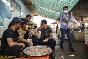 صید میگو در بوشهر