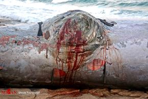 لاشه نهنگ در جزیره کیش
