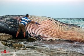 لاشه نهنگ در جزیره کیش