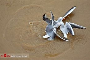 مرغان دریایی در سواحل آستارا