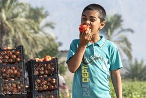 بوشهر- برداشت گوجه فرنگی 