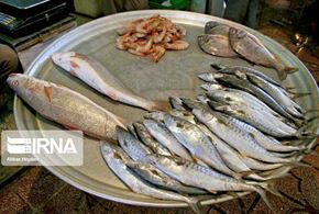 بازار ماهی فروشان بوشهر