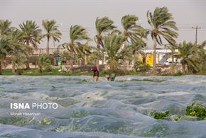 کاشت و برداشت گوجه فرنگی در بوشهر