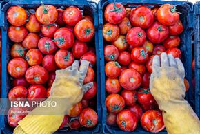 کاشت و برداشت گوجه فرنگی در بوشهر