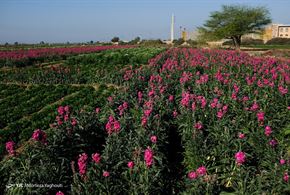 خوزستان/ برداشت گل‌های بهاری