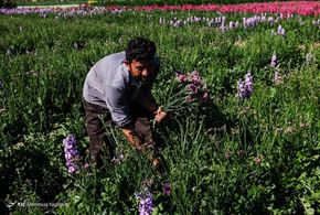 خوزستان/ برداشت گل‌های بهاری