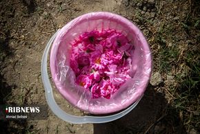 برداشت گل محمدی و گلابگیری سنتی در زابل