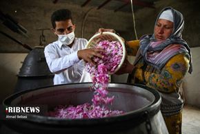 برداشت گل محمدی و گلابگیری سنتی در زابل