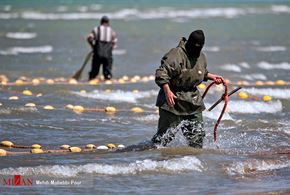 پایان فصل صید ماهی در مازندران