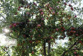  برداشت سیب سرخ در آذربایجان شرقی