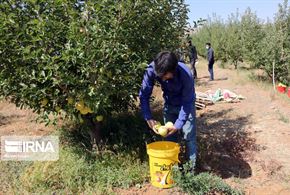  برداشت سیب سرخ در آذربایجان شرقی