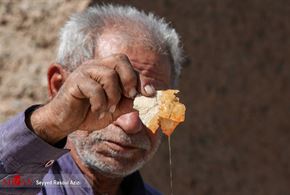 بهارستان، پایتخت شیره انگور 