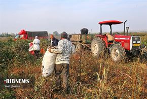برداشت پنبه از مزارع در آذربایجان شرقی