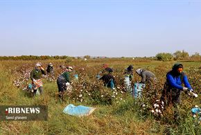 برداشت پنبه از مزارع در آذربایجان شرقی
