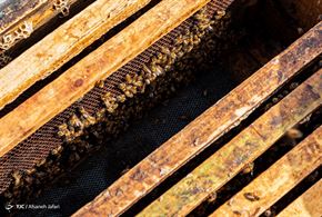 برداشت عسل کنار از زنبورستان دشت پلنگ