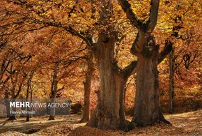 پاییز هزار رنگ مازندران