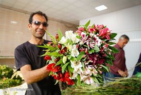 پرورش گل آلسترو مریا در اصفهان