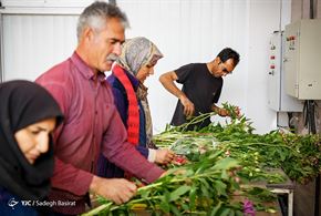 پرورش گل آلسترو مریا در اصفهان